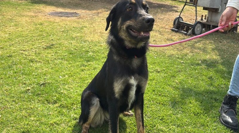 Los canes del CTC esperan una segunda oportunidad, en este mes del amor y la amistad