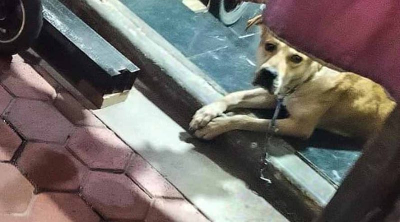 Alcaldía Cuauhtémoc emite exhorto ante reporte vecinal por posible maltrato animal en la Guerrero