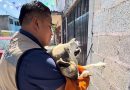 Gobierno de Xiutetelco fortalece el bienestar animal con atención veterinaria y seguimiento responsable