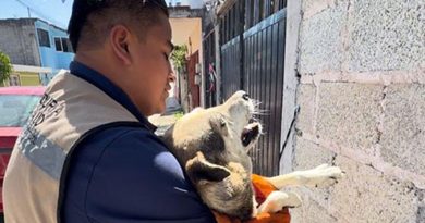 Gobierno de Xiutetelco fortalece el bienestar animal con atención veterinaria y seguimiento responsable